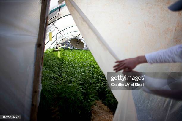 Worker at a cannabis greenhouse at the growing facility of the Tikun Olam company on March 7, 2011 near the northern city of Safed, Israel. In...