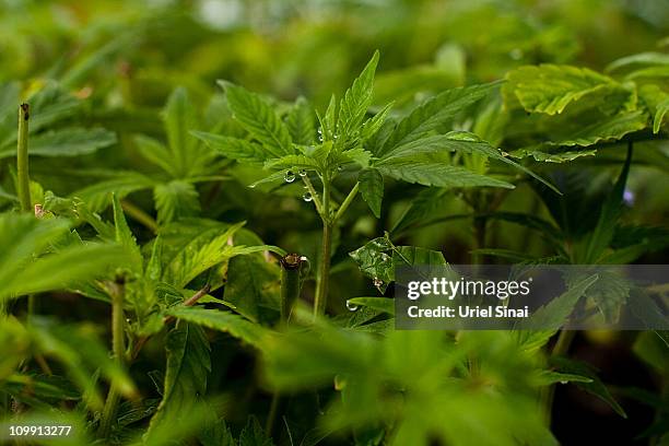 Cannabis plants at the growing facility of the Tikun Olam company on March 7, 2011 near the northern city of Safed, Israel. In conjunction with...