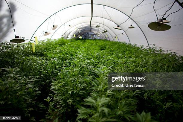 Cannabis plants at the growing facility of the Tikun Olam company on March 7, 2011 near the northern city of Safed, Israel. In conjunction with...