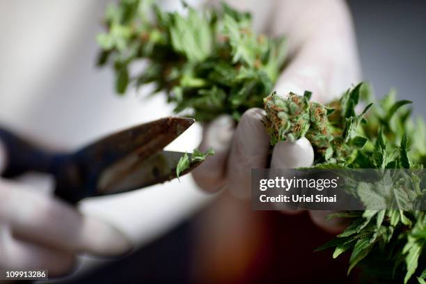 Worker trims cannabis at the growing facility of the Tikun Olam company on March 7, 2011 near the northern city of Safed, Israel. In conjunction with...