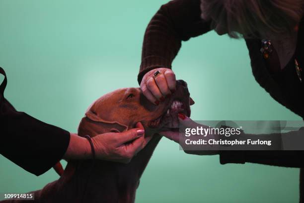 Dog is judged in the parade ring on the first day of the annual Crufts dog show for the Gun Dogs section at the National Exhibition Centre on March...