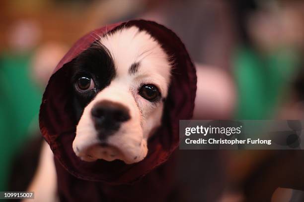 American Cockerspaniel Paige waits to be judged on the first day of the annual Crufts dog show for the Gun Dogs section at the National Exhibition...