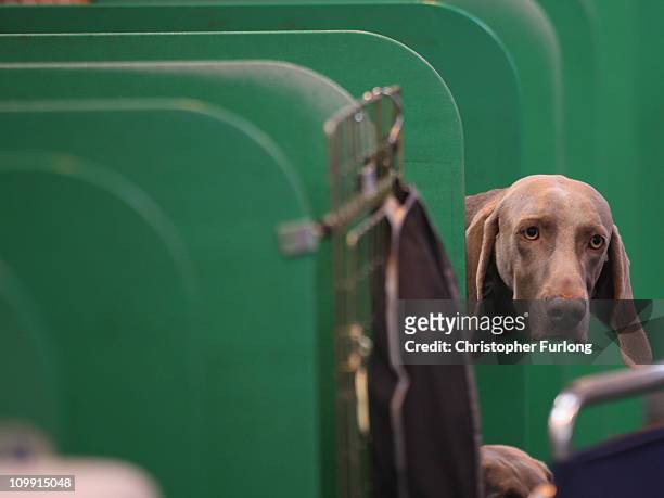 Weimaraner waits for its turn in the parade ring on the first day of the annual Crufts dog show Gun Dogs section at the National Exhibition Centre on...