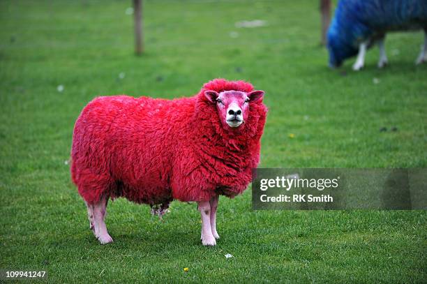 candy sheep - sheep funny stock-fotos und bilder