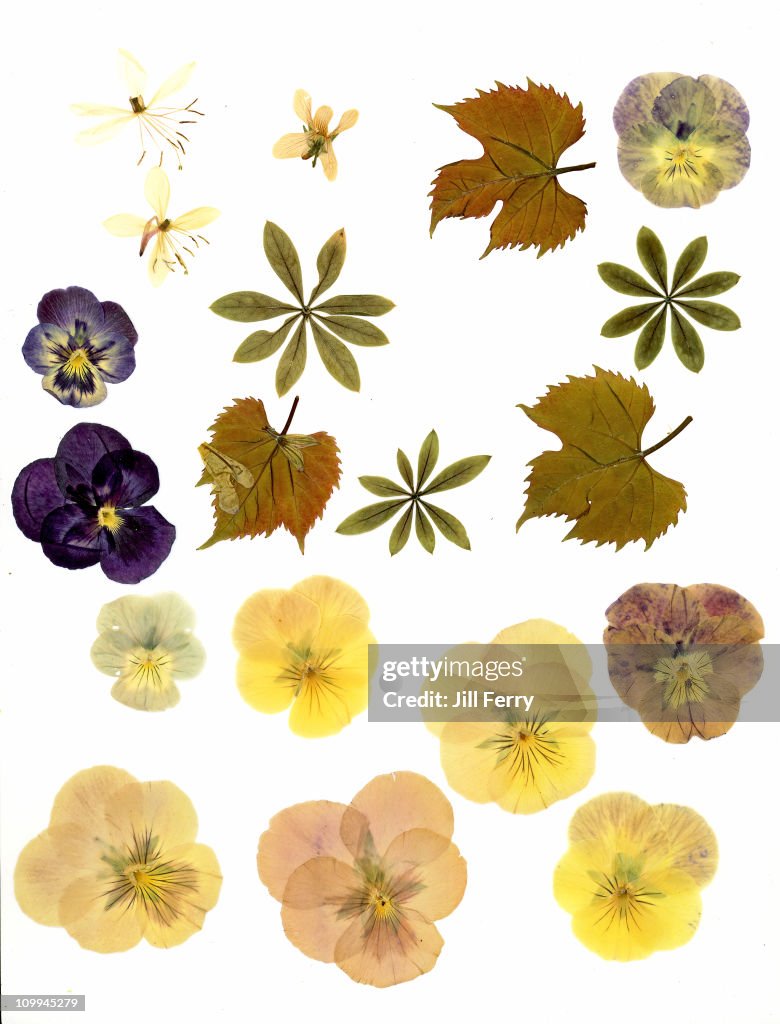 Pressed flowers and leaves