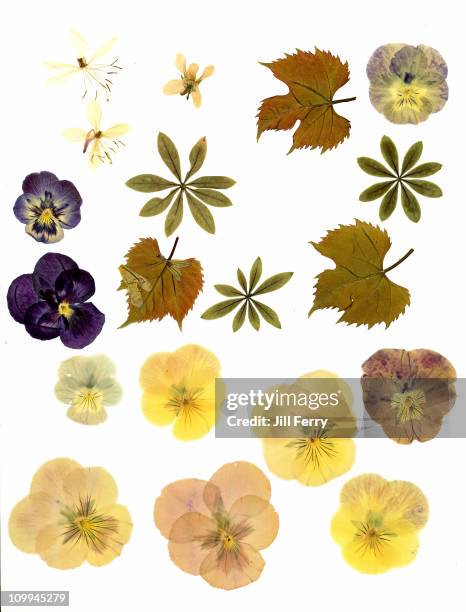 pressed flowers and leaves - dried fotografías e imágenes de stock