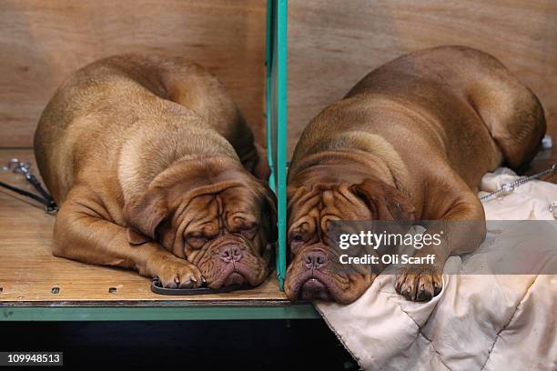 Two dogue de bordeaux rest in their stalls on the second day of the annual Crufts dog show at the National Exhibition Centre on March 11, 2011 in...