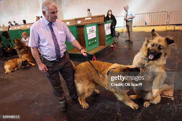 Man tries to control his leonberger dogs on the second day of the annual Crufts dog show at the National Exhibition Centre on March 11, 2011 in...