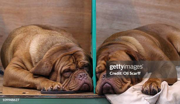 Two dogue de bordeaux rest in their stalls on the second day of the annual Crufts dog show at the National Exhibition Centre on March 11, 2011 in...