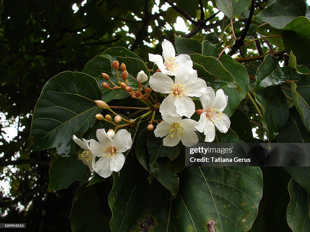 Flowering Tung Oil Tree (Vernicia montana )