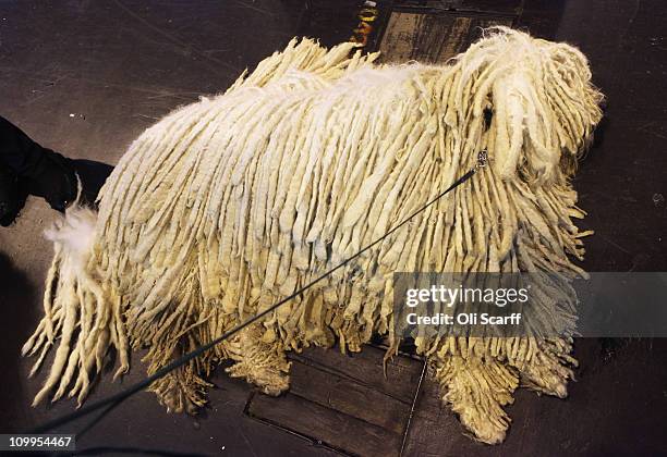 Komondor dog relaxes before being judged on the second day of the annual Crufts dog show at the National Exhibition Centre on March 11, 2011 in...