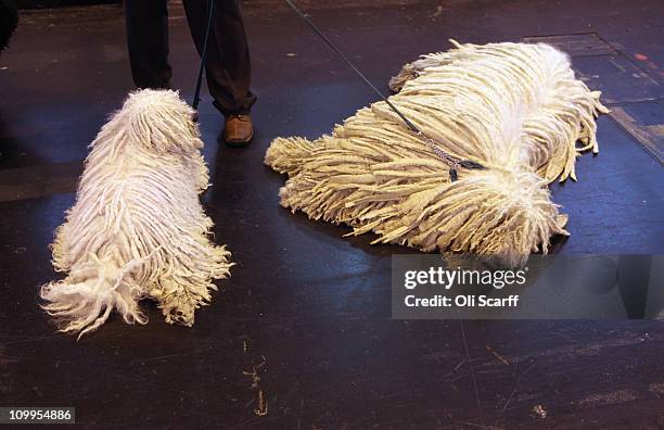 Komondor dogs relax before being judged on the second day of the annual Crufts dog show at the National Exhibition Centre on March 11, 2011 in...