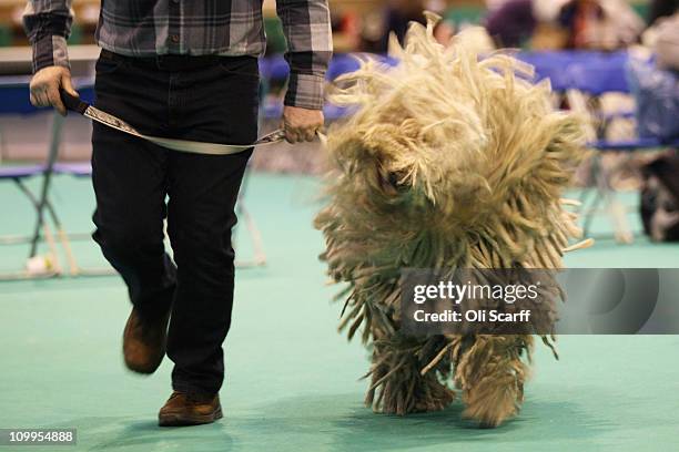 Komondor dog shakes as it is judged on the second day of the annual Crufts dog show at the National Exhibition Centre on March 11, 2011 in...