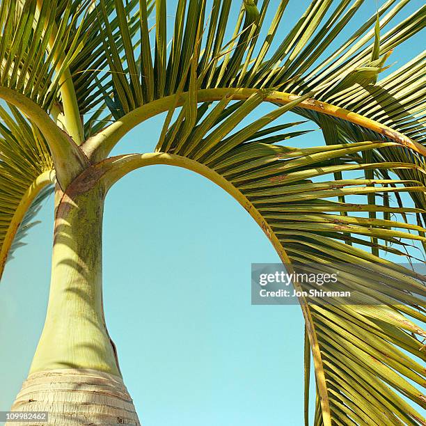 palm tree detail. (ravenea rivularis) - rivularis stock pictures, royalty-free photos & images