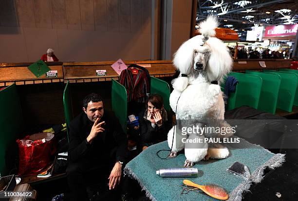 Standard Poodle waits to be groomed during the final day of the annual Crufts dog show at the National Exhibition Centre in Birmingham, central...
