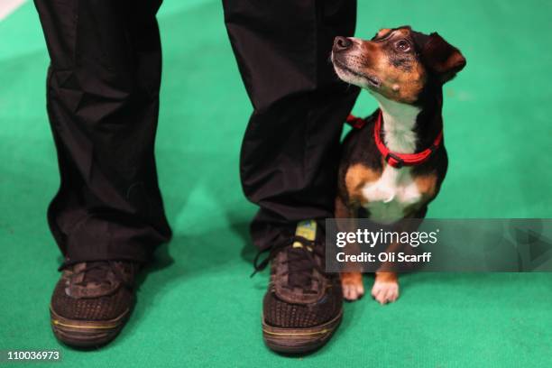 Dog stands with its handler before entering the main arena on the final day of the annual Crufts dog show at the National Exhibition Centre on March...