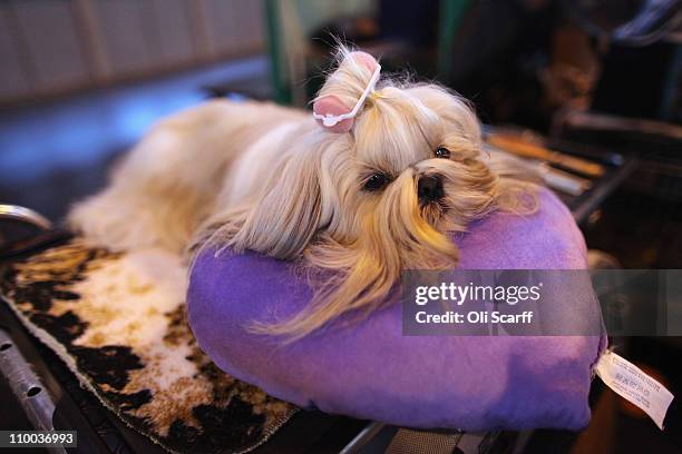 Shih Tzu dog waits to be groomed before it is judged on the final day of the annual Crufts dog show at the National Exhibition Centre on March 13,...