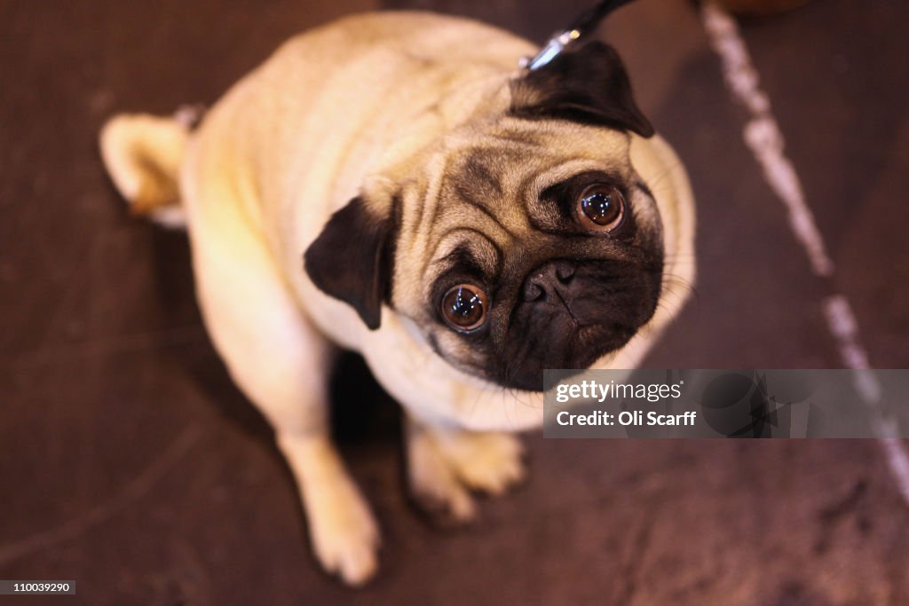 Best In Show Announced At Crufts