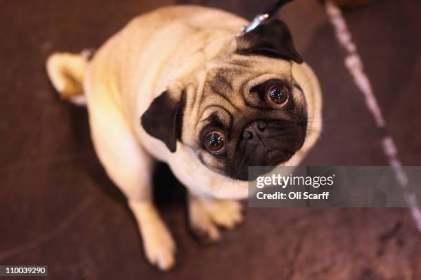 Pug dog stands in the exhibition hall on the final day of the annual Crufts dog show at the National Exhibition Centre on March 13, 2011 in...