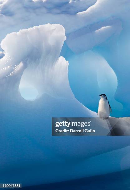 chinstrap penguin on iceberg - antarctica penguin stock-fotos und bilder