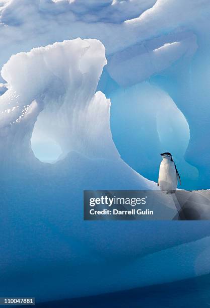 chinstrap penguin on iceberg - antarctica penguin fotografías e imágenes de stock