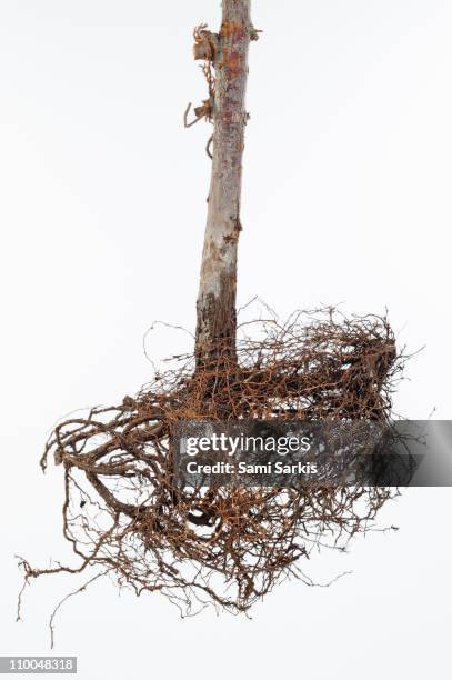 Small Cypress Tree Roots On White Background High-Res Stock Photo ...