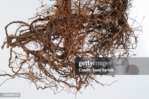 Small Cypress Tree Roots On White Background High-Res Stock Photo ...