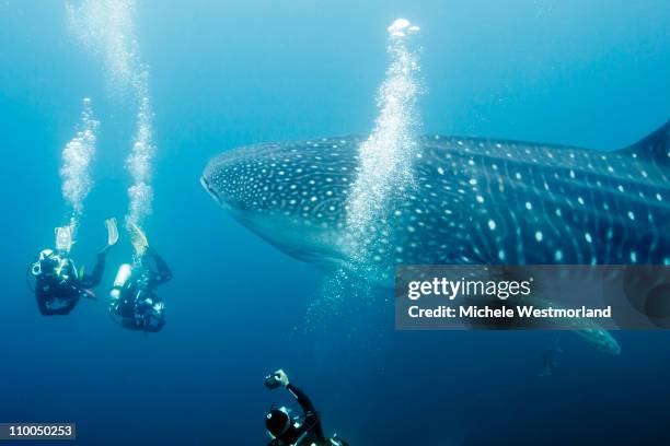 divers and whale shark - galapagosinseln stock-fotos und bilder