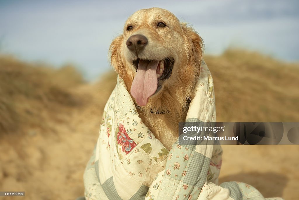 Portrait dog on beach under quilt. Fall