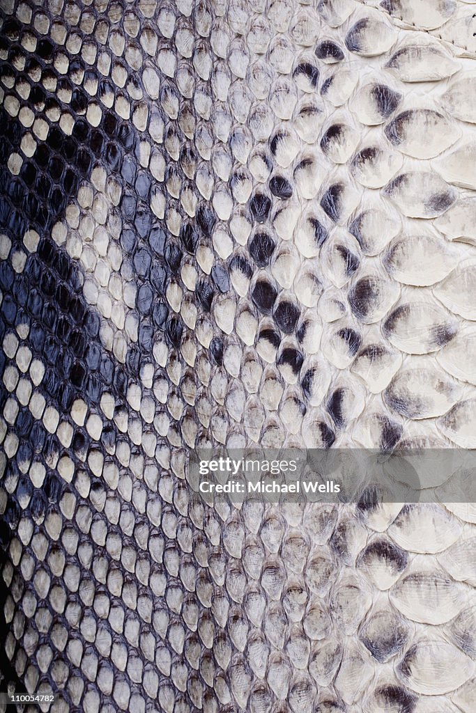 Snakeskin close-up