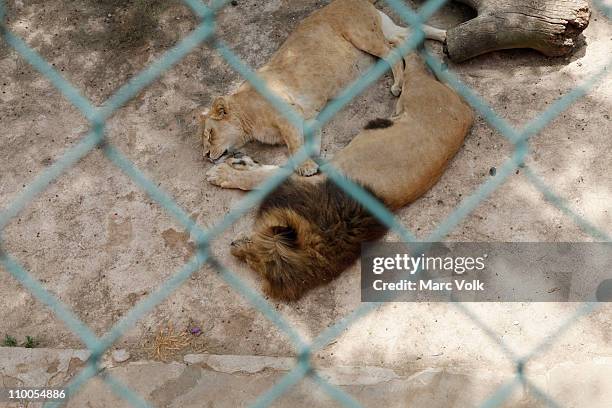 view of lions lying down in a zoo enclosure - lion cage stock pictures, royalty-free photos & images