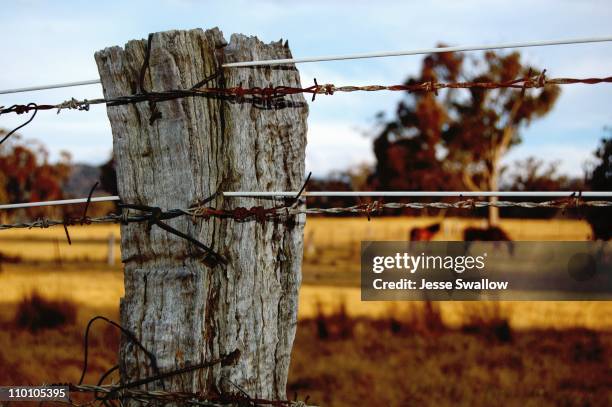 fencepost, barbed wire and horses - post and wire fence stock pictures, royalty-free photos & images
