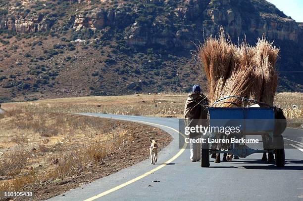 lone man and his dog walk with donkey cart - lauren hays stock pictures, royalty-free photos & images