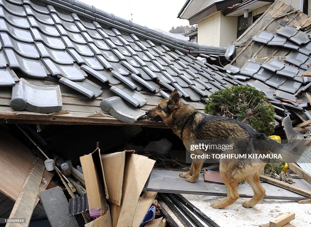 A US rescue team sniffer dog from Virgin