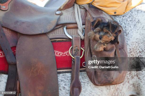 little dog in saddle bag - saddle bag stock pictures, royalty-free photos & images