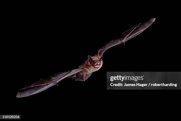 Bat Teeth Photos and Premium High Res Pictures - Getty Images