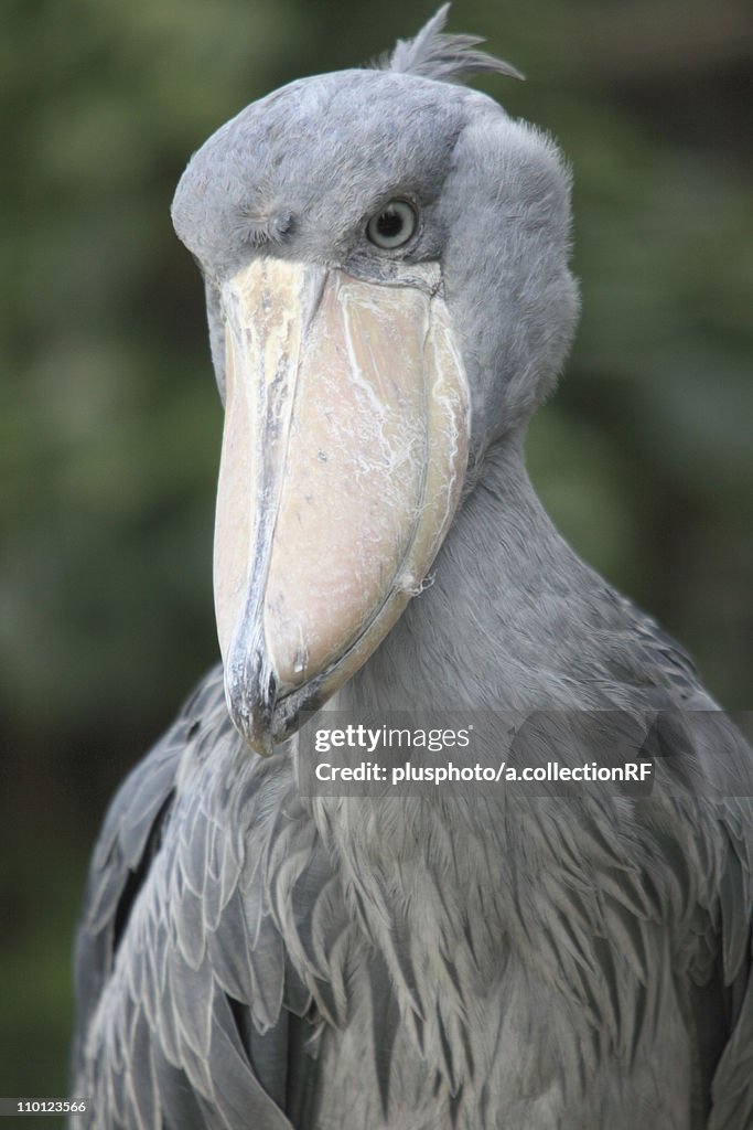 Shoebill