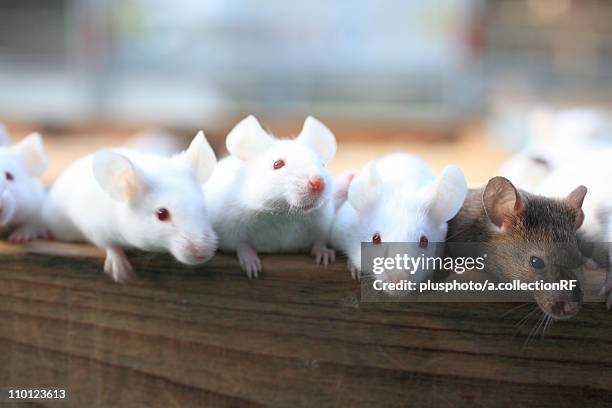 rats - plusphoto stock pictures, royalty-free photos & images