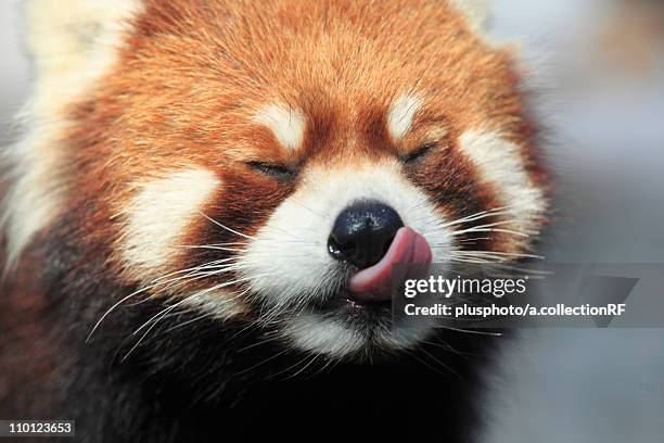 lesser panda - plusphoto stock pictures, royalty-free photos & images