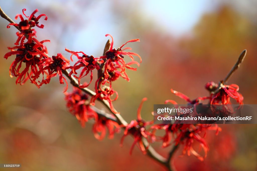Red Witch Hazel