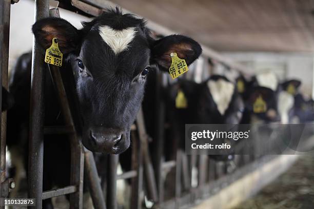 cows in cowshed - cowbell stock pictures, royalty-free photos & images