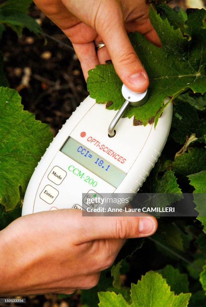 The wine grower of Marne Champagne in Epernay, France on July 17, 2007.