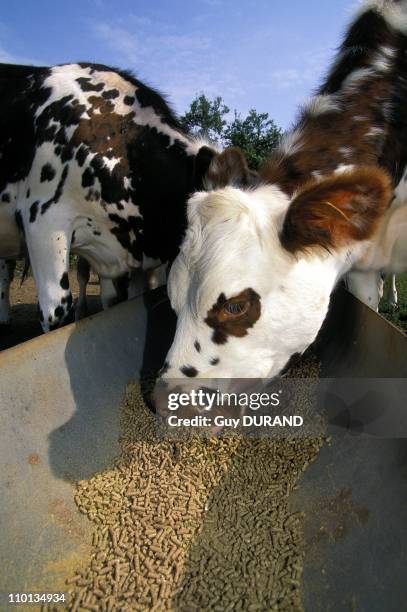 Aliment of a pig farm with flour in France in June 1996