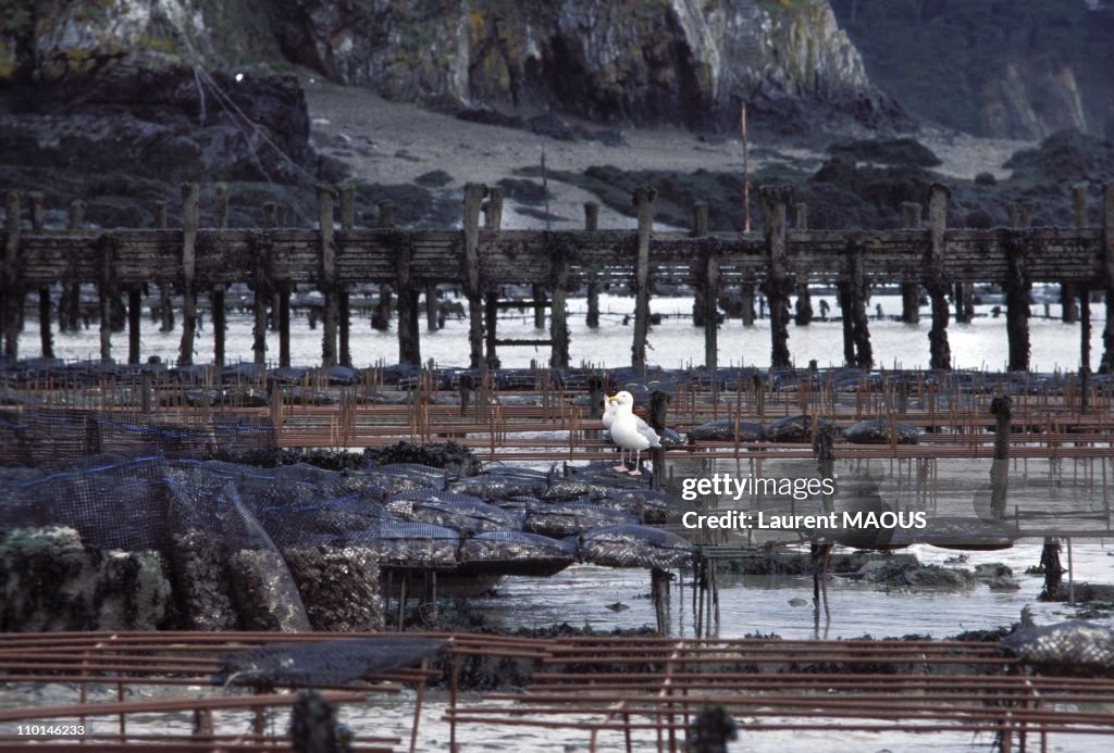 Sinking of the Amoco Cadiz in Portsall, France in March, 1978.