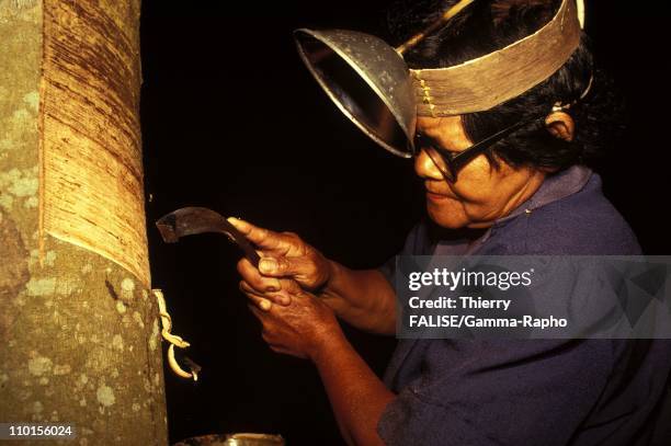 Collecting on Heveas in Thailand in September, 1993.