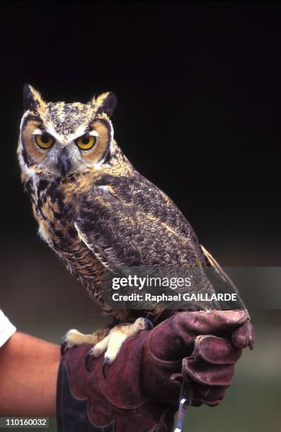 Great horned owl of Virginia in the aviary of the forest in Rambouillet, France on August 26, 1995.