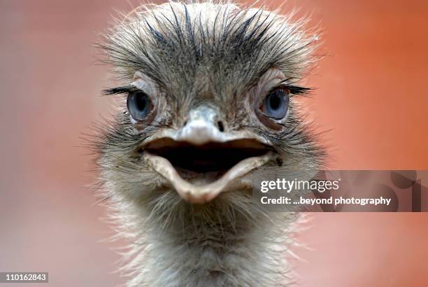 close up of ostrich head - ostrich ストックフォトと画像