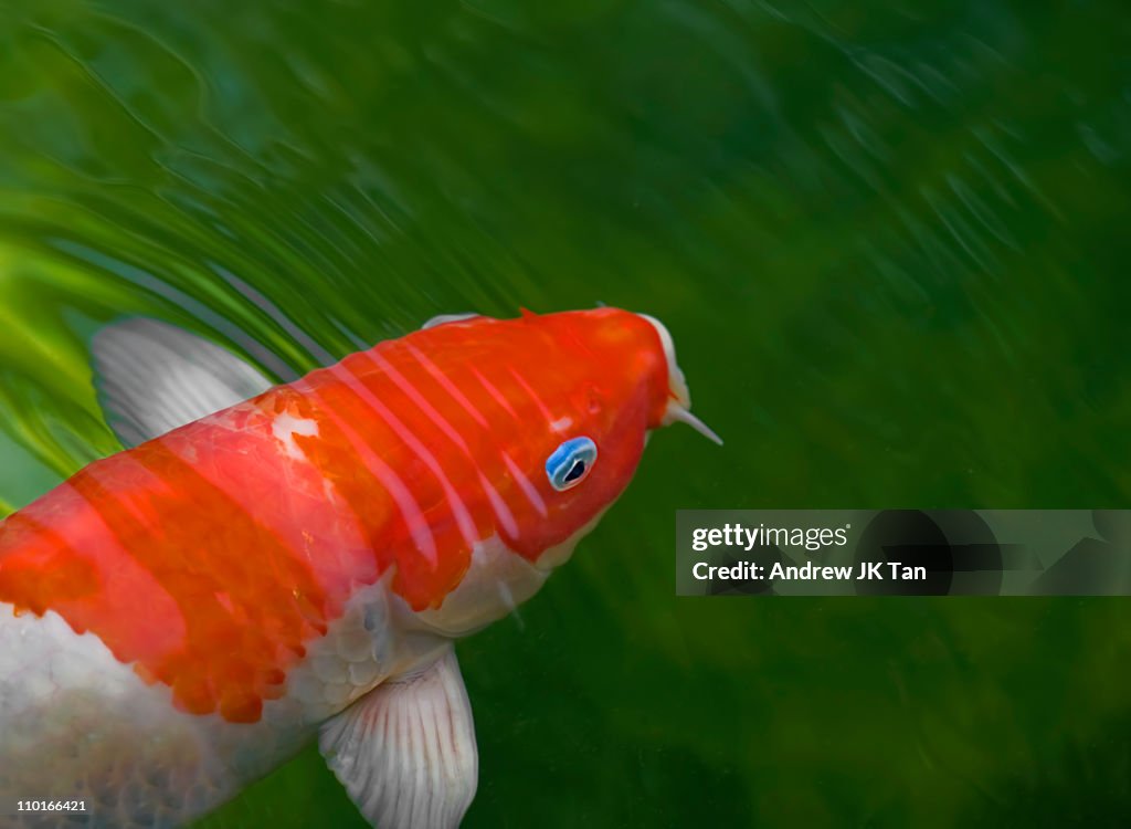 Koi with blue rimmed eye