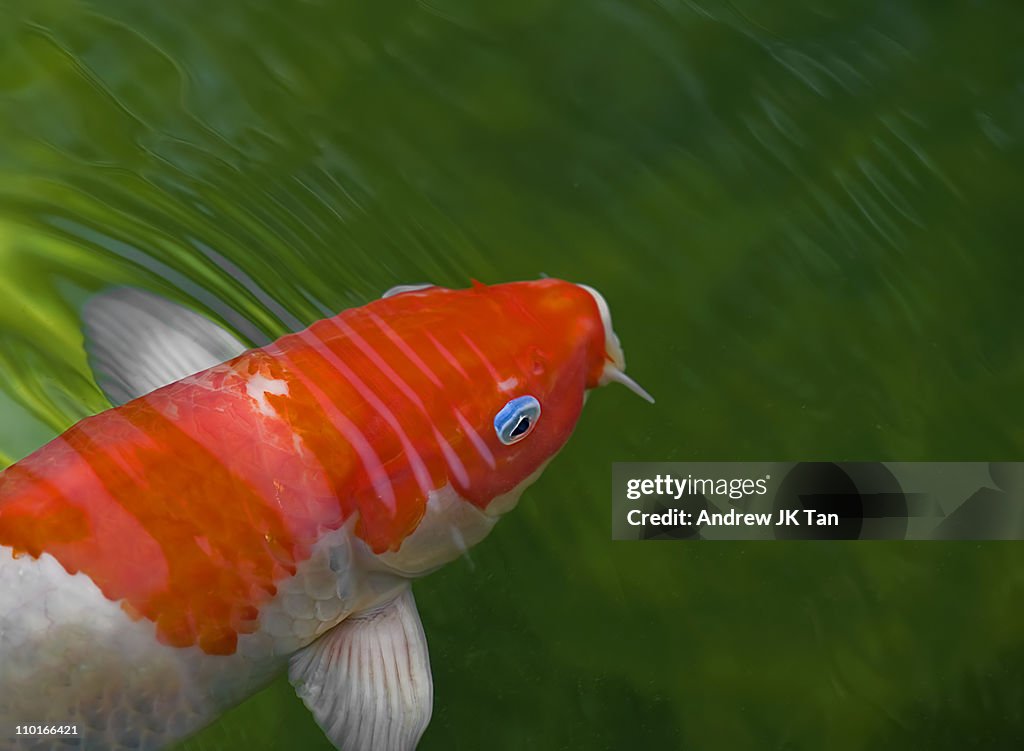 Koi with blue rimmed eye