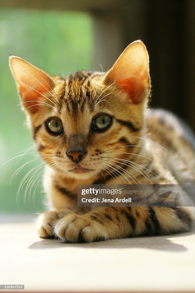 Purebred Bengal Kitten